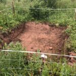 Cornwall Knotweed Removal