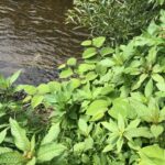 Cornwall Knotweed Removal