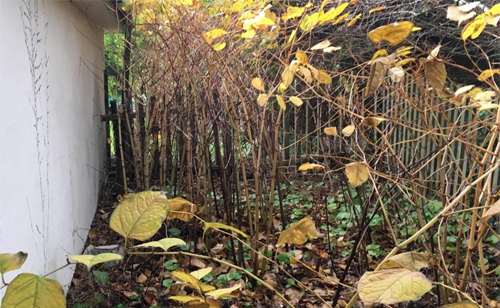 Japanese knotweed in Autumn