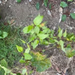 Japanese Knotweed Surveys Removal Christchurch, Dorchester, Dorset