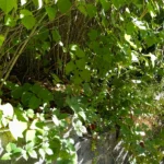 Japanese Knotweed Surveys Removal Newton, Swanage, Dorset