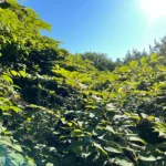 Japanese Knotweed Surveys Removal Verwood, Wareham, Dorset