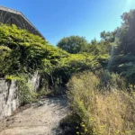 Japanese Knotweed Surveys Removal Weymouth, Wimbore Minster, Dorset