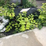 Knotweed Survey Bristol, Somerset
