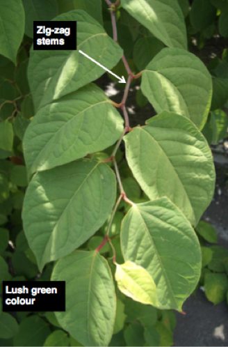 Can I get rid of Japanese Knotweed myself?