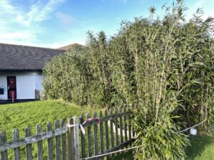 school bamboo removal