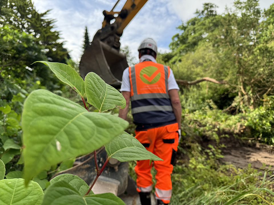 japanese knotweed excavation