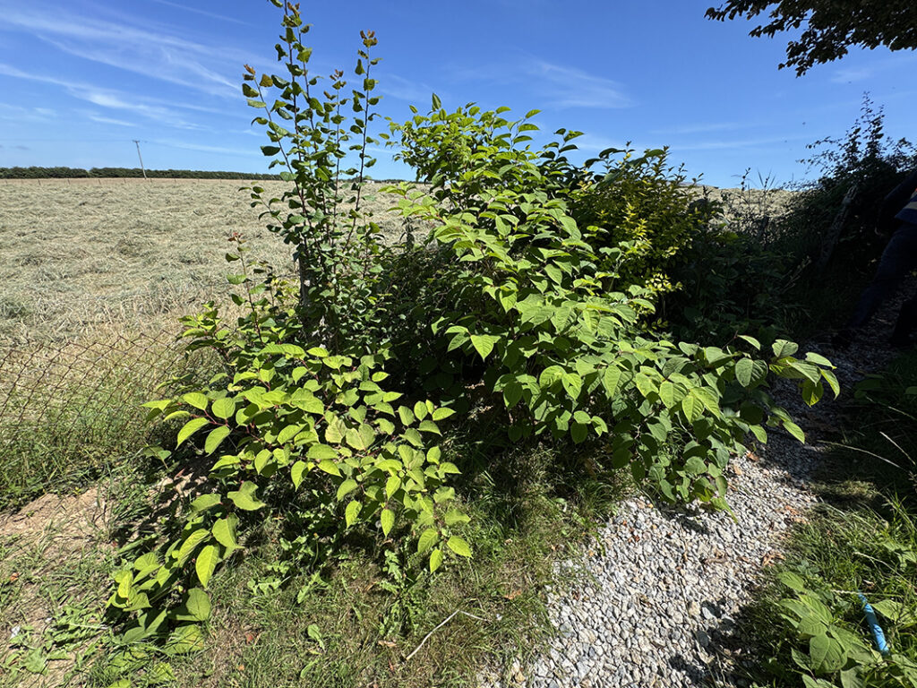 japanese knotweed in summer