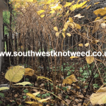 images pictures photos japanese knotweed autumn