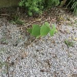 japanese knotweed surveys removal bristol somerset