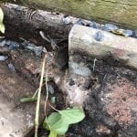 pictures of japanese knotweed identification