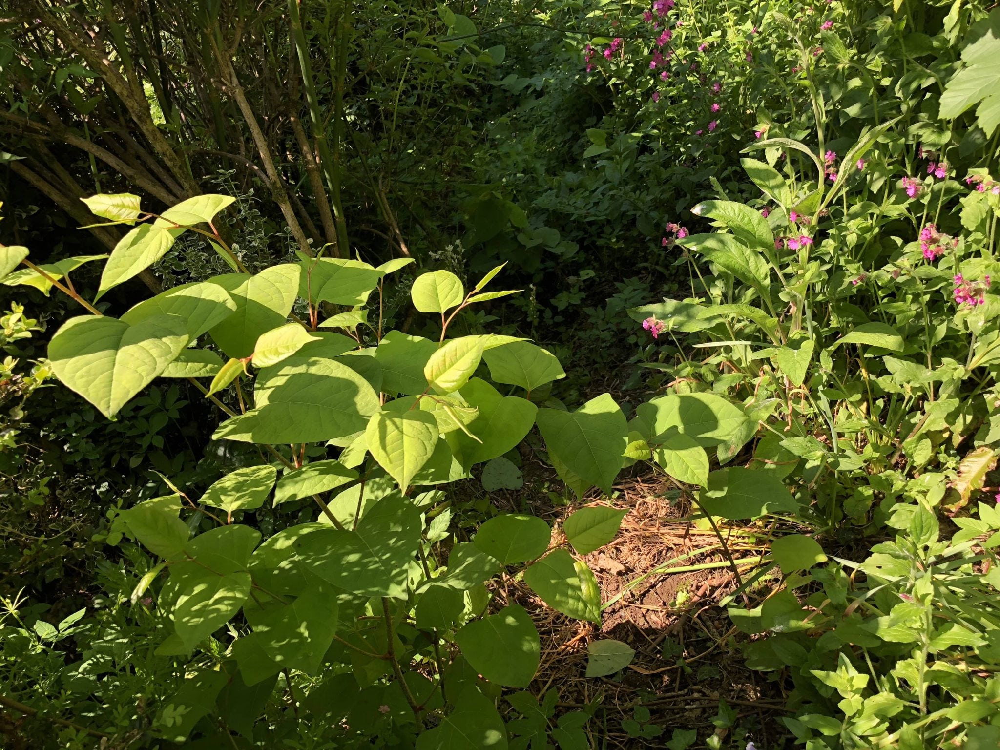 pictures of japanese knotweed treatment cornwall uk