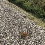 knotweed gravel