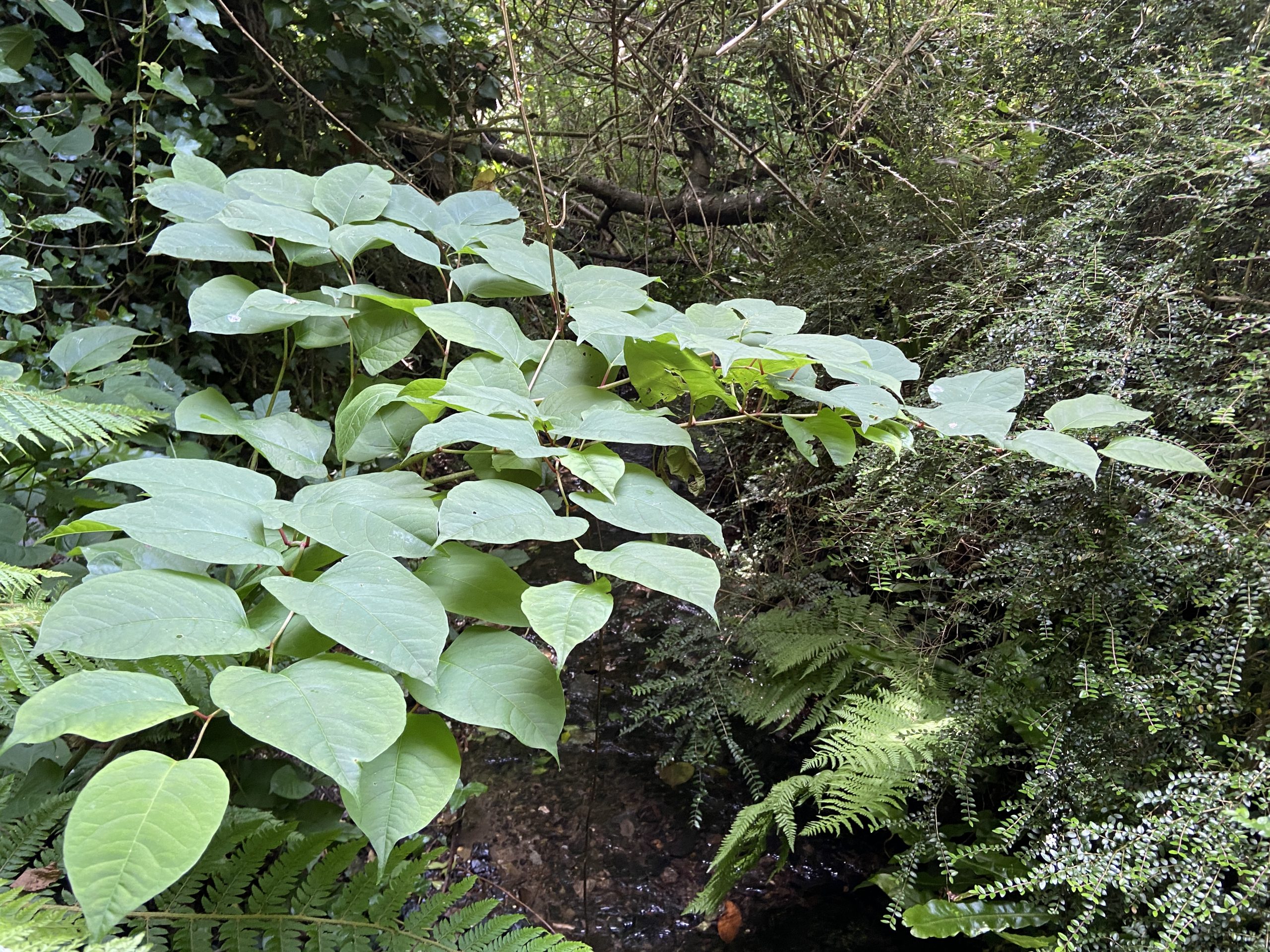 this is what japanese knotweed looks like summer
