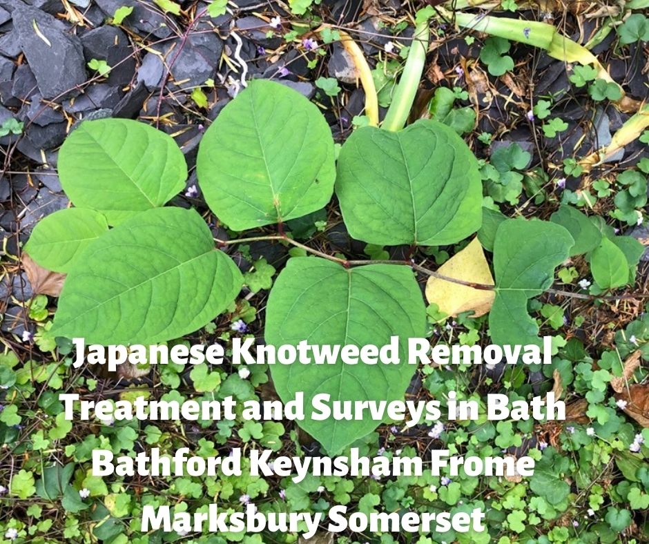 Japanese Knotweed Removal Treatment Bath Bathford Keynsham Frome Marksbury