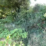 japanese knotweed surveys removal shaftesbury sherborne dorset