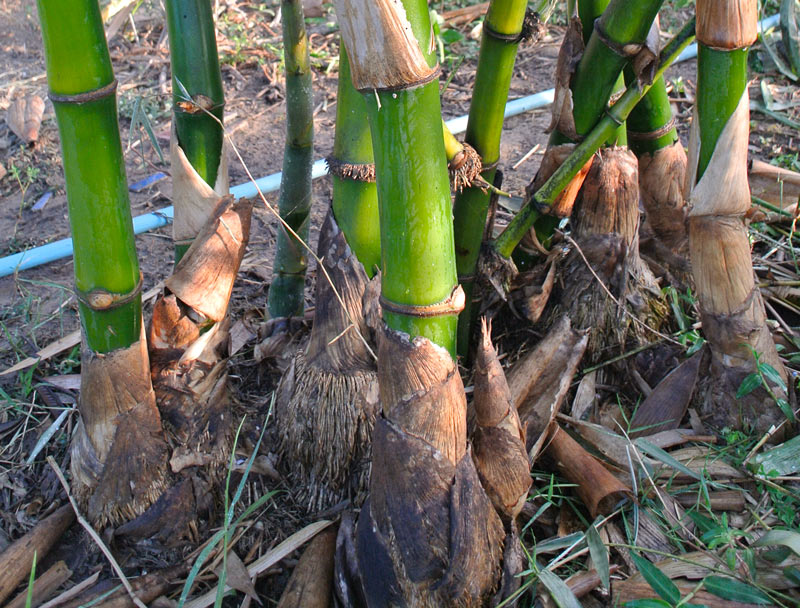 Clumping Bamboo removal south west