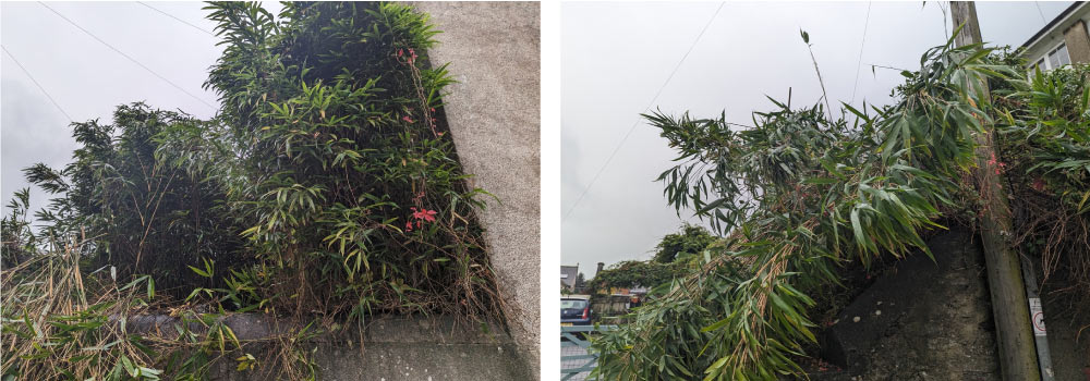Overgrown bamboo problem in Devon